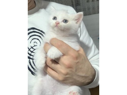 Beyaz safkan british shorthair yavrular