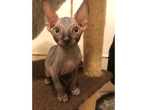 Sphynx sfenks tüysüz dişi erkek yavruları