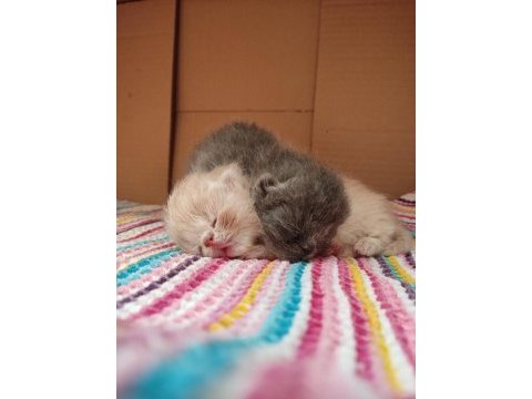 Saf kan exotic shorthair kediler