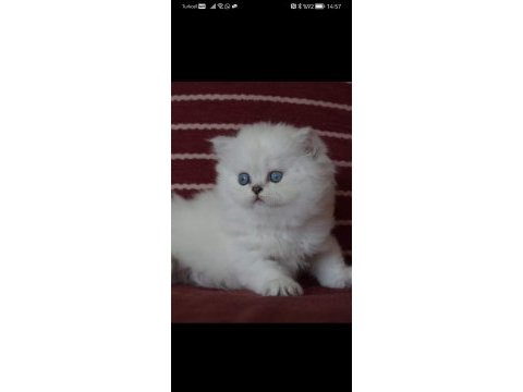 Silverpoint longhair dişi
