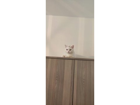 Safkan orjinal british shorthair beyaz erkek
