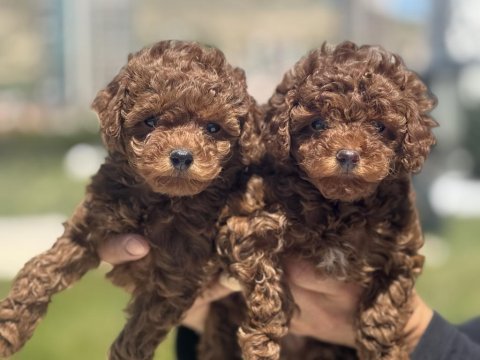 Yasal ruhsatlı çiftlikde ziyarete açık toy poodle