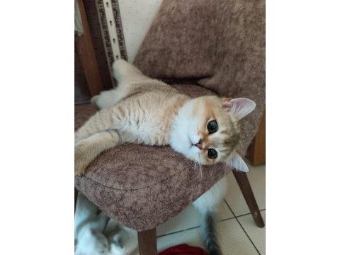 Yavru british shorthair kedilerimize sıcak bir yuva arıyoruz