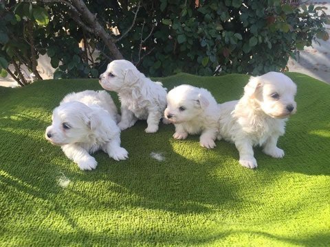 Maltese köpeği yavrular