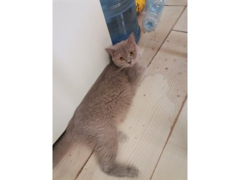 5 kg mama karşılığı british shorthair sahiplendireceğim