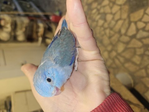 Forpus bebekler 8 adet mavi klasik erkek yavrular