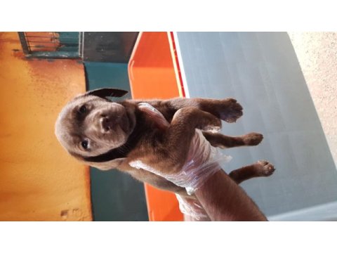 İstanbul köpek çiftliği labrador yavrular