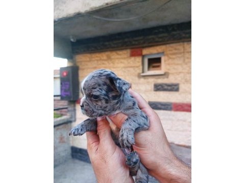Bir şey anlatmaya gerek yok french bulldog yavrular ortada