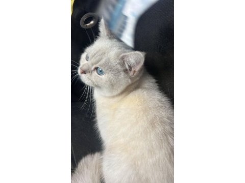 British shorthair kedime yuva arıyorum
