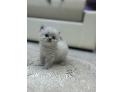 Mavi gözlü yavru british longhair
