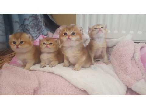 British shorthair erkek