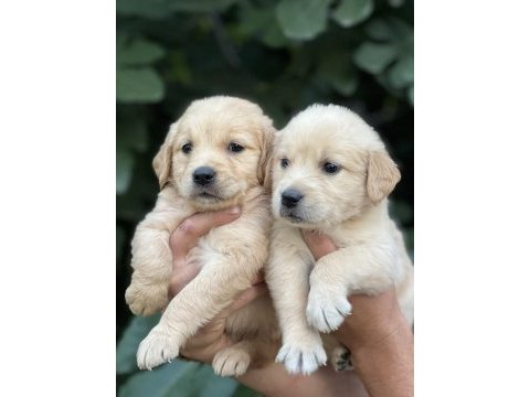 Golden retriever yavruları