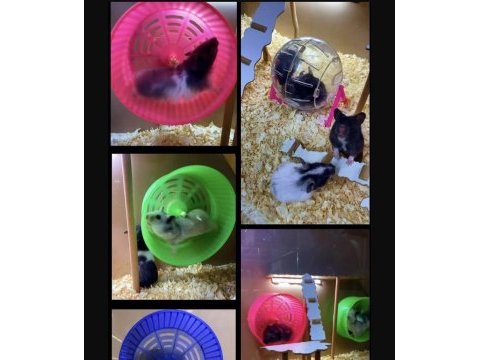 Bize ulaşın hamster adresine gelsin