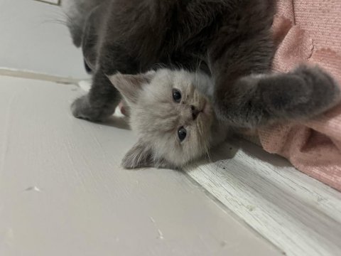 2 aylık british shorthair yavrular