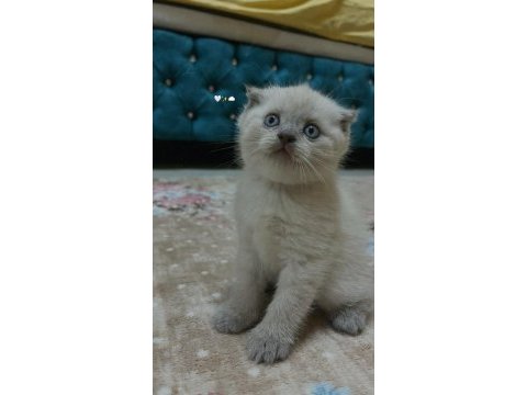 Scottish fold blue point yavru