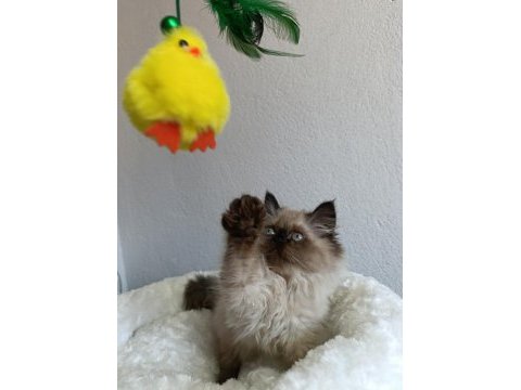 Safkan british blue point longhair