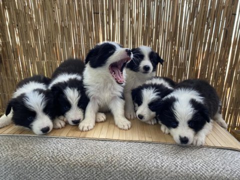 A şecere disi erkek border collie yavrular