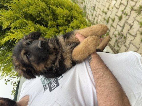 Irkın en iyisi alman kurtlar