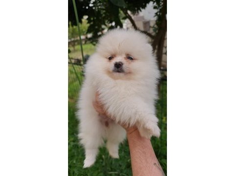 Pomeranian yavru