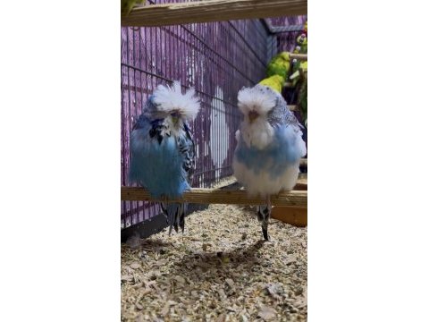 Show jumbo muhabbet kuşu