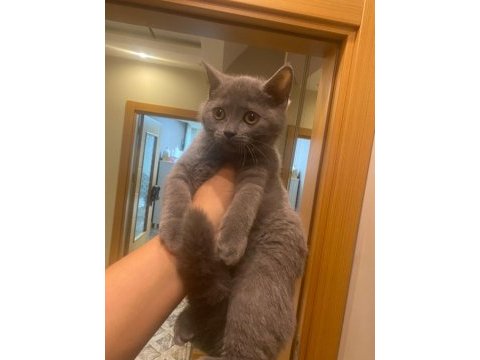 Çok uysal 3 aylık british shorthair