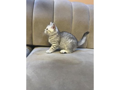 Scottish straight silver tabby dişi