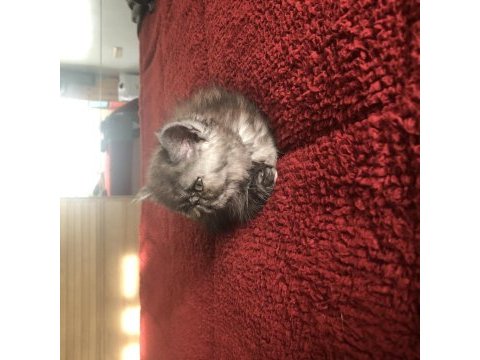 Safkan dişi exotic shorthair