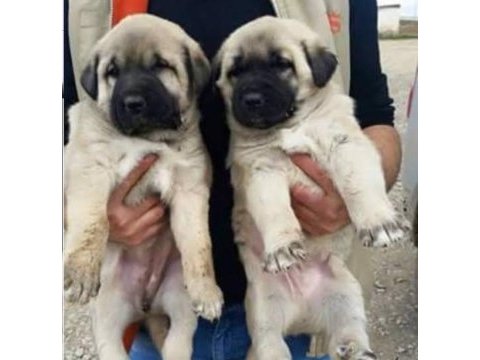 Sivas kangal yavrular