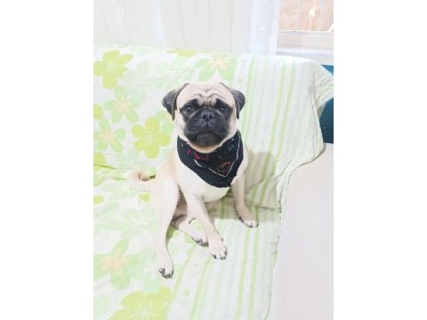 1 yaşında erkek wc eğitimli pug