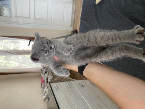 2 adet dişi a kalite yavru british shorthair