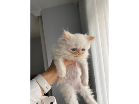 Şecereli safkan atadan persian yavruşlarımız
