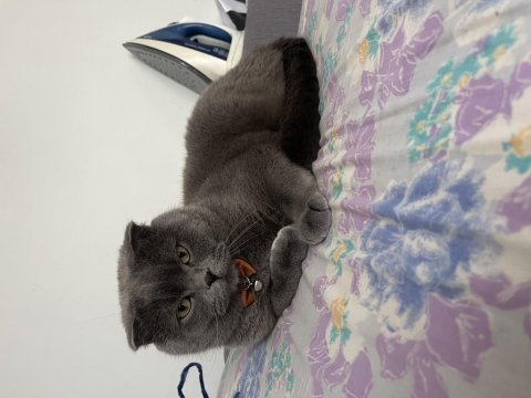 Ücretsiz sahiplendirme 2 yaşında scottish fold
