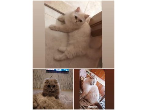 Acil safkan ırk garantili british longhair kediler
