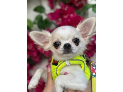 Harika chihuahua yavruları