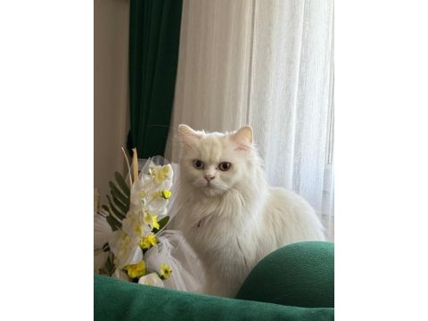Van kedisi dişi