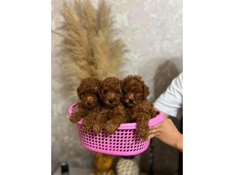 Bakımlı toy poodle