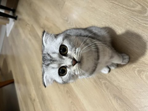 Balıkesir ücretsiz scottish fold kedimizi sahiplendirme