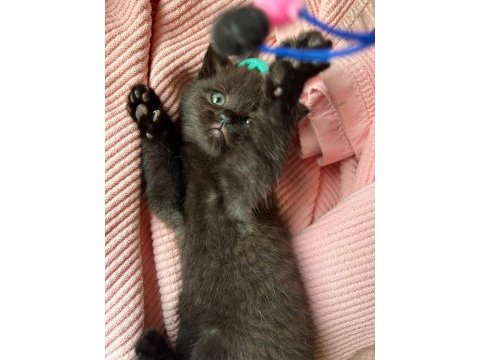 Kocaeli ve çevresi uyguna cins yavrular scottish fold