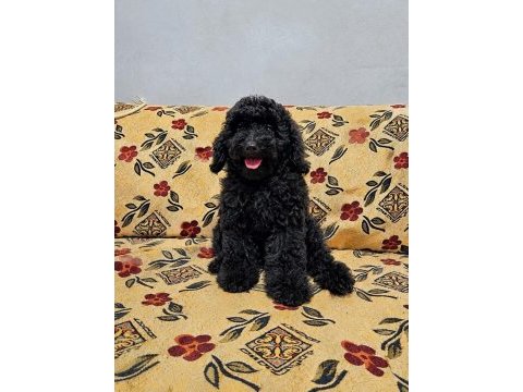 Harika bir siyah yavru poodle