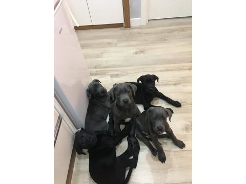 Orjinal cane corso yavrularım