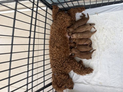 Dişi erkek toy poodle yavrularımız