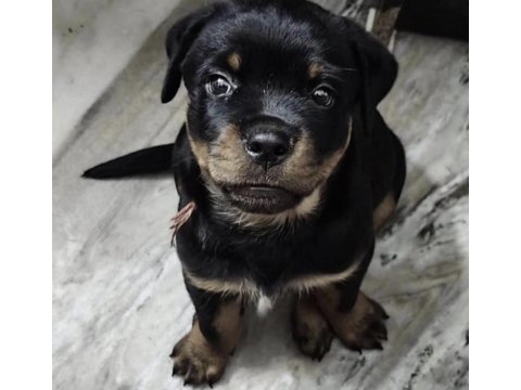 Rottweiler yavrusu