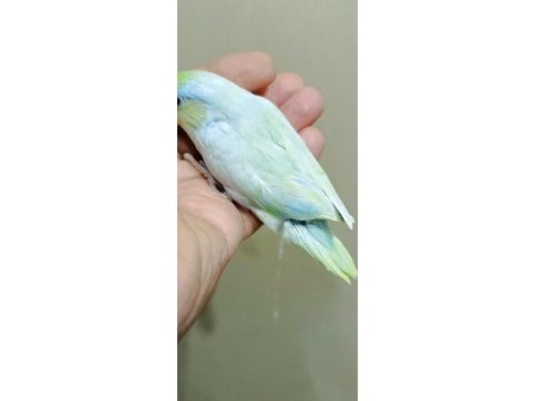 Gökkuşağı turkuaz erkek forpus
