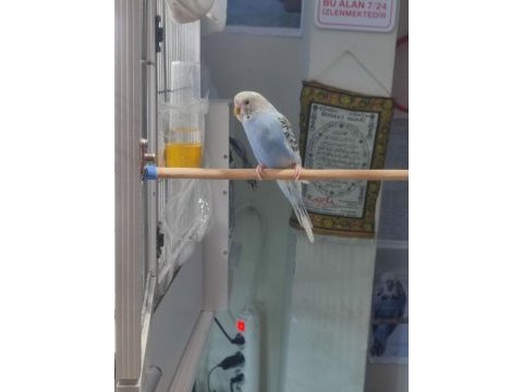 Muhabbet kuşu yavrusu