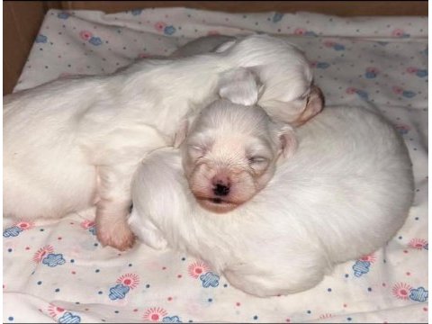 Minnak maltese