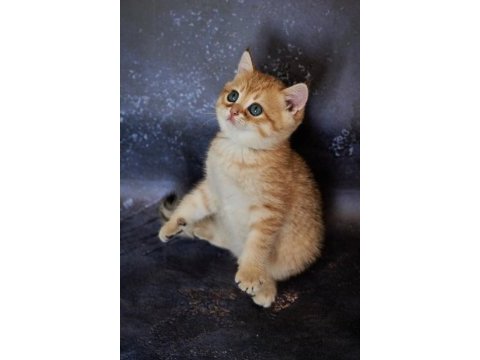 Family friendly kittie up for adoption