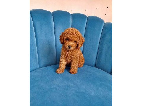 Erkek tuvalet eğitimli toy poodle sağlık garantili