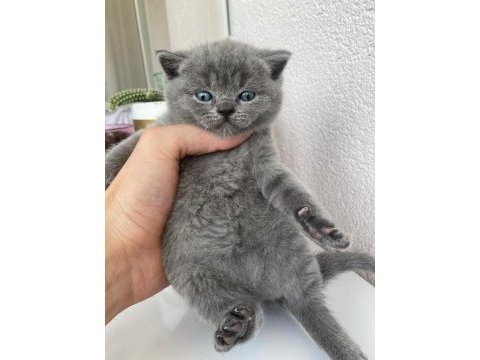 British shorthair yavrularımız