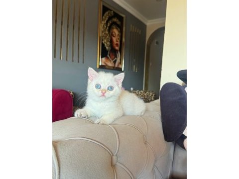 Safkan british shorthair golden point bebek
