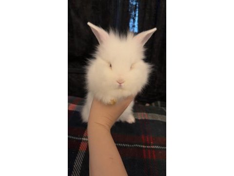 İki aylık dişi aslan baş tavşan yavrularımız